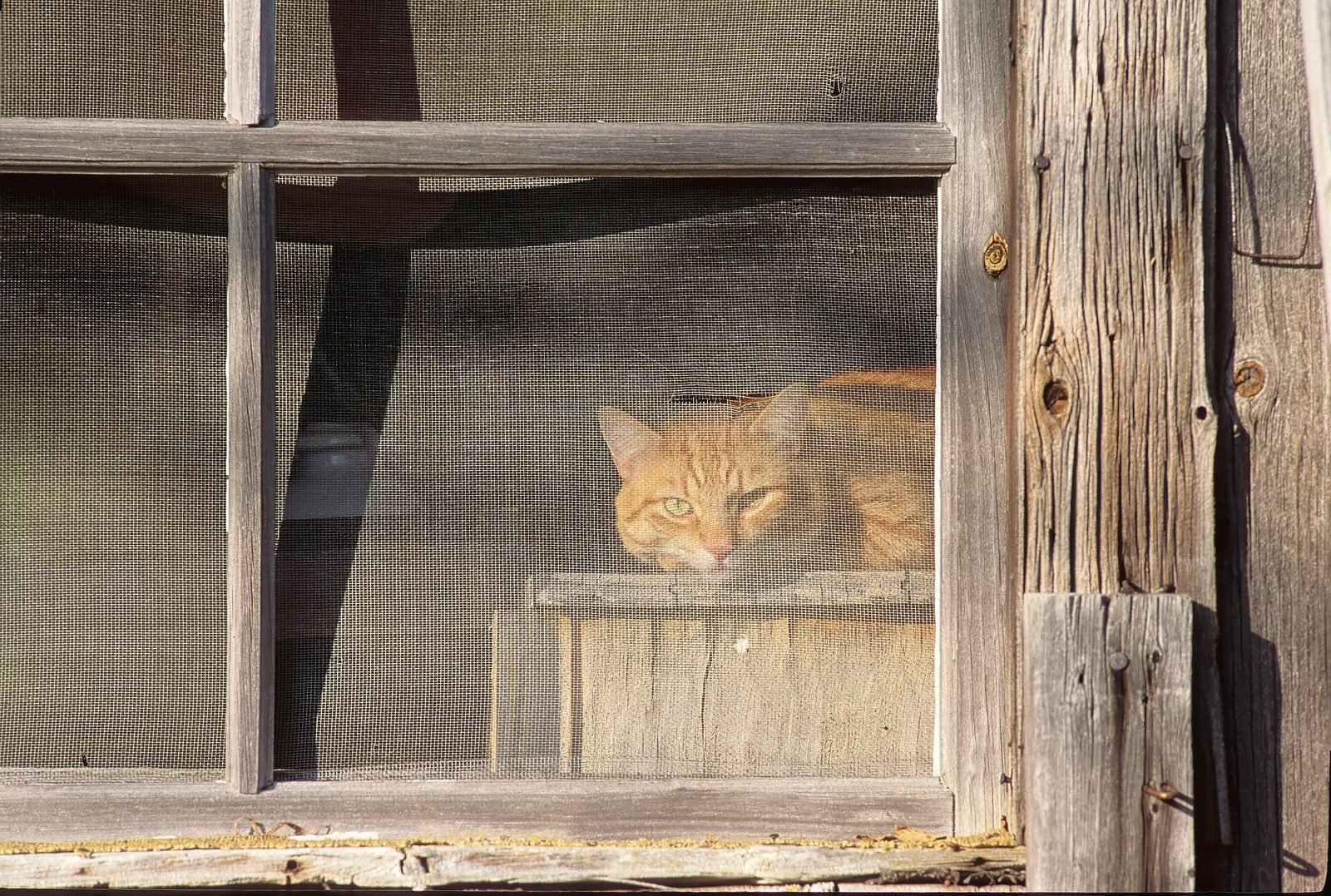 An orange cat asleep behind the screen of an old wooden barn window