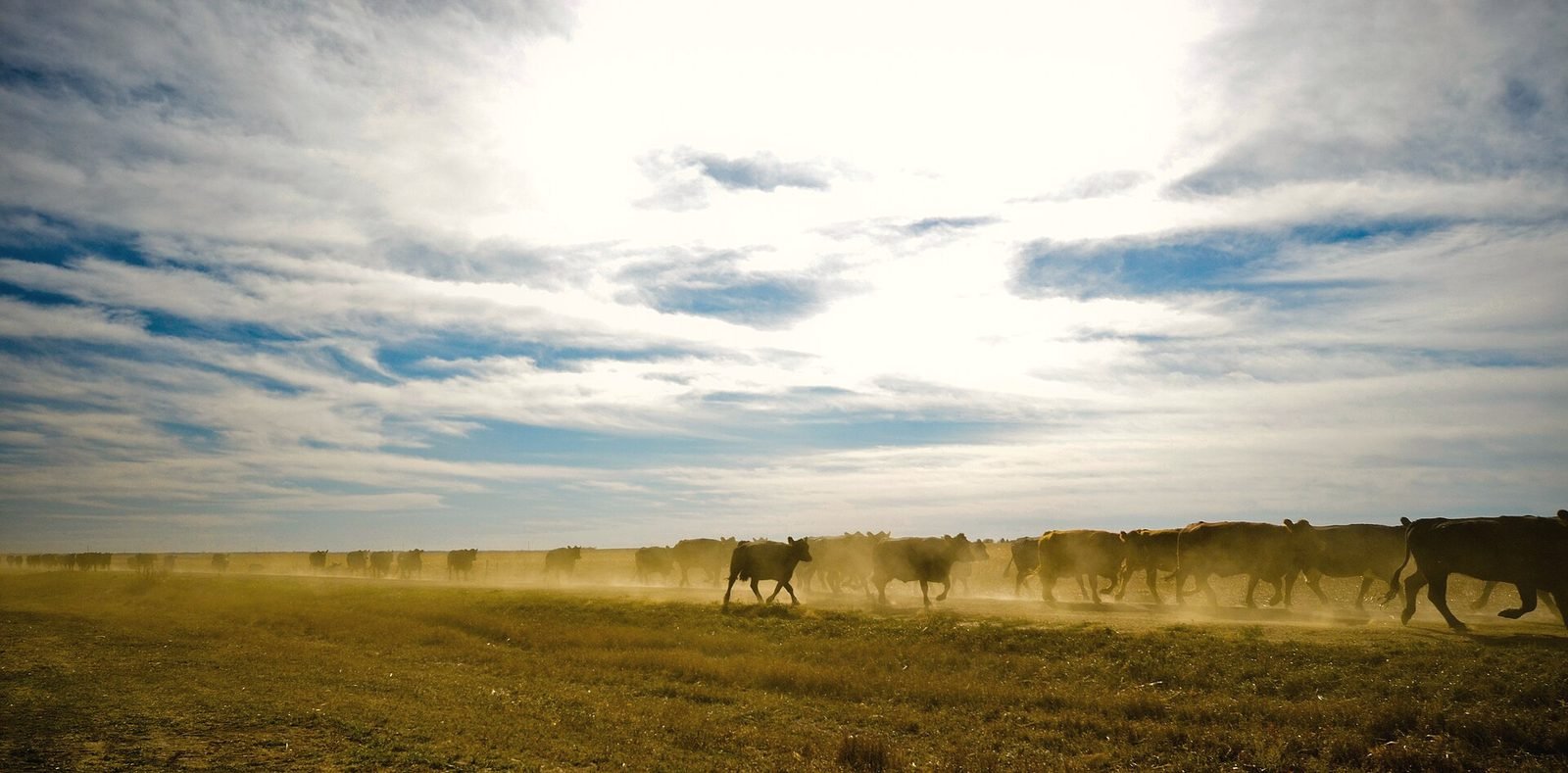 Cattle being moved across a dusty South Dakota pasture at sunset