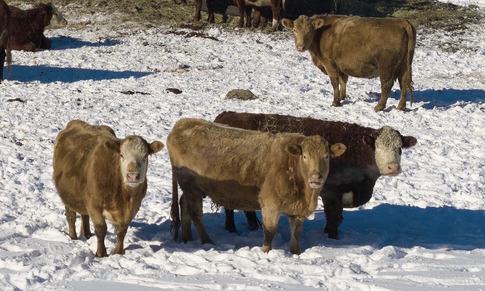 Hereford cattle standing in snow