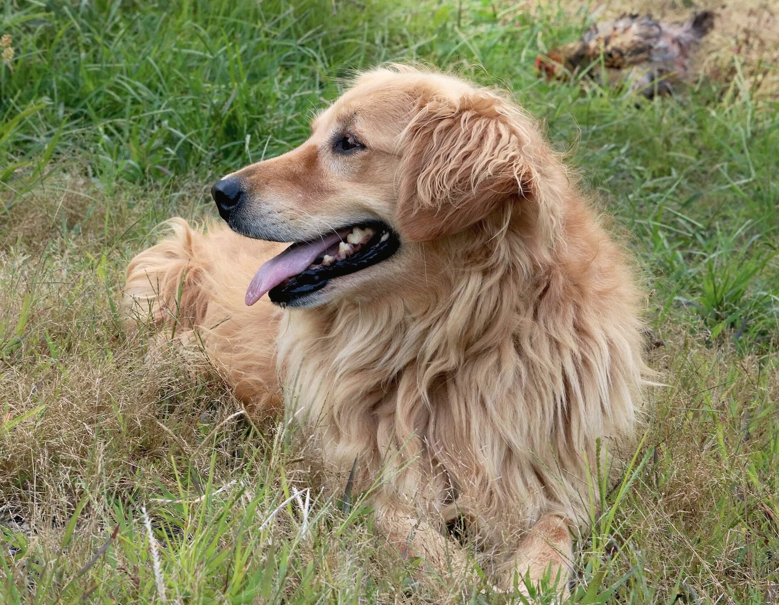 A golden retriever lying in tall grass with its tongue out