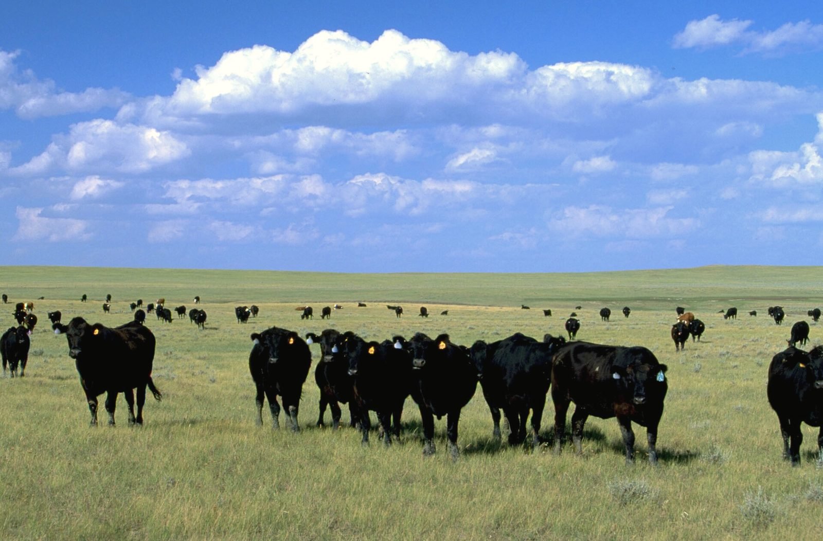 Black cattle grazing on open South Dakota grassland under a wide sky