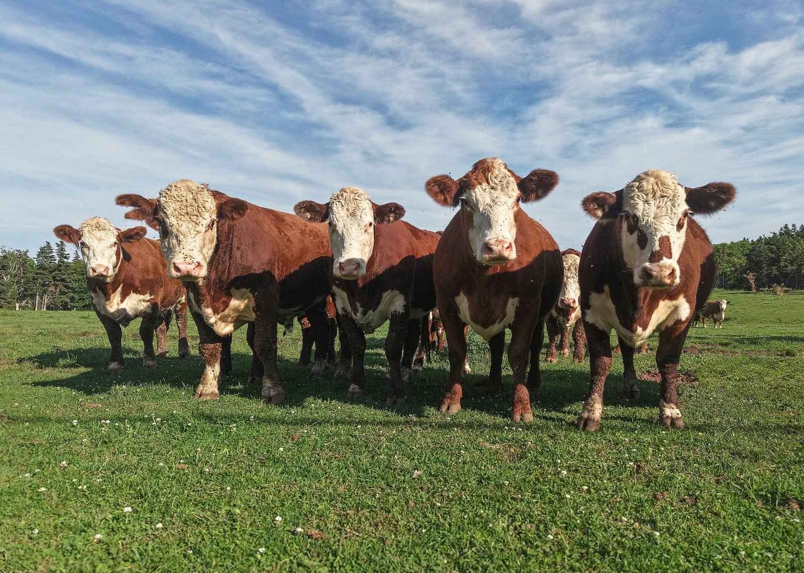 A row of Hereford cattle standing at a fence looking toward the camera