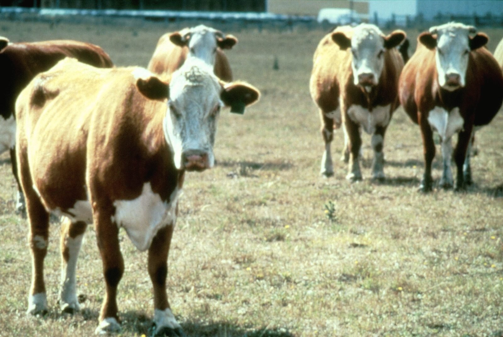 Hereford cattle grazing in a dry pasture
