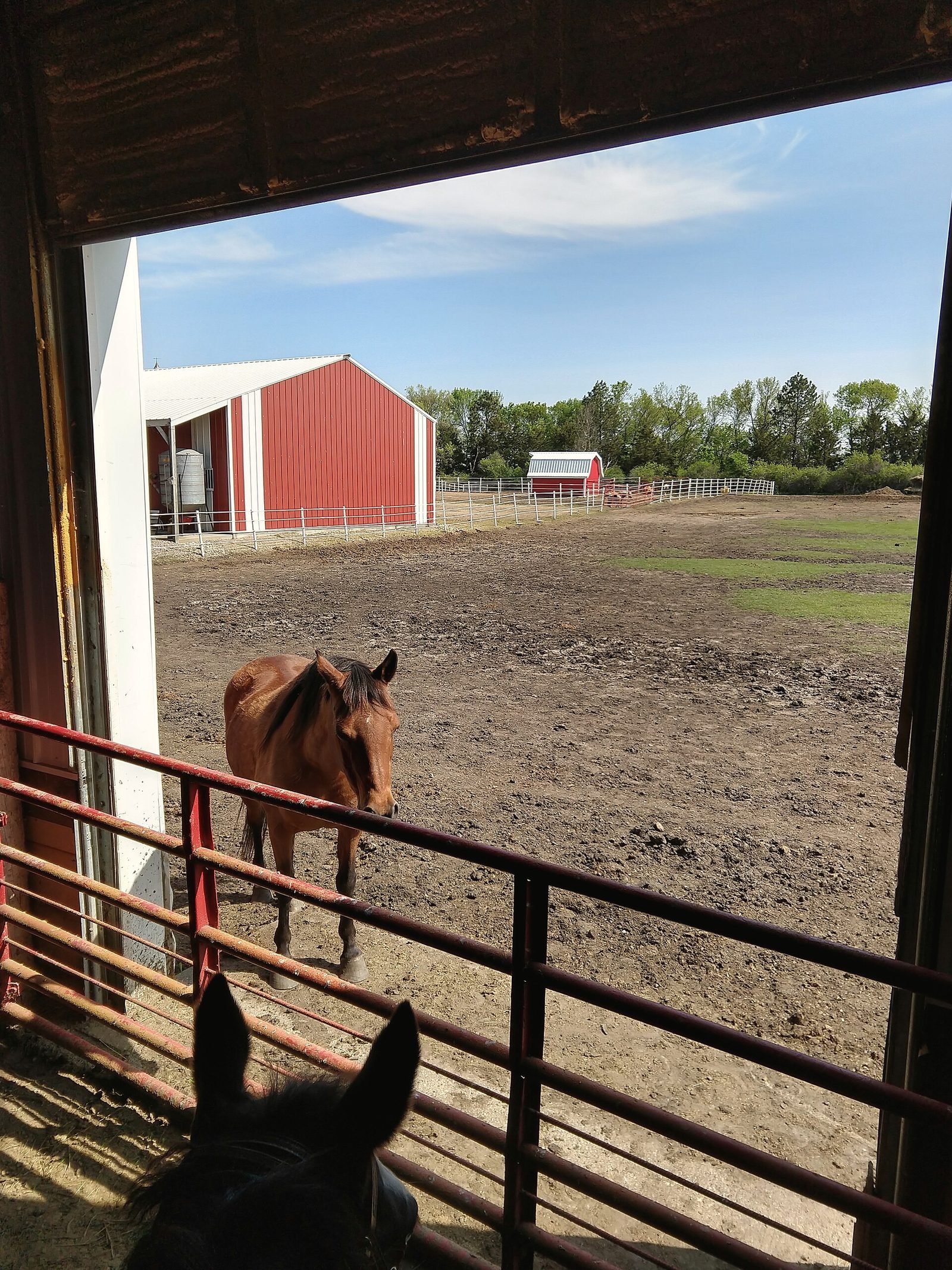 View through an open barn door of a chestnut horse in a paddock beside a red barn