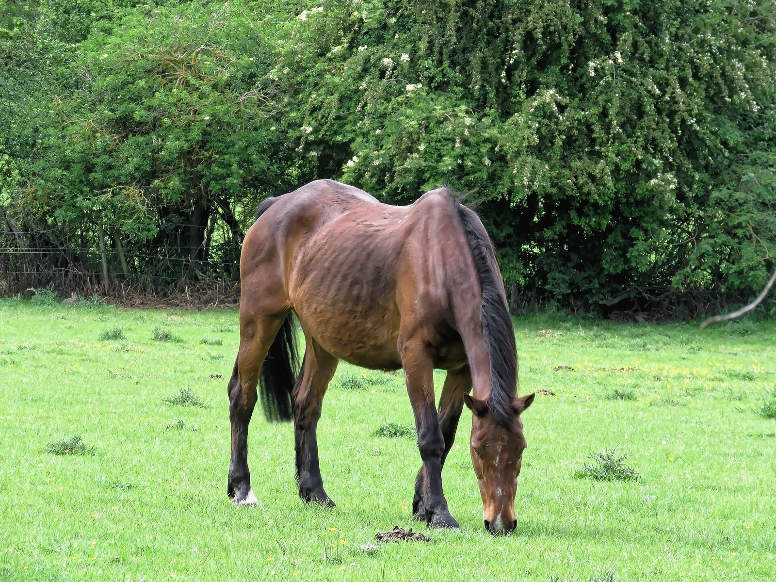 A dark brown horse grazing in a green paddock