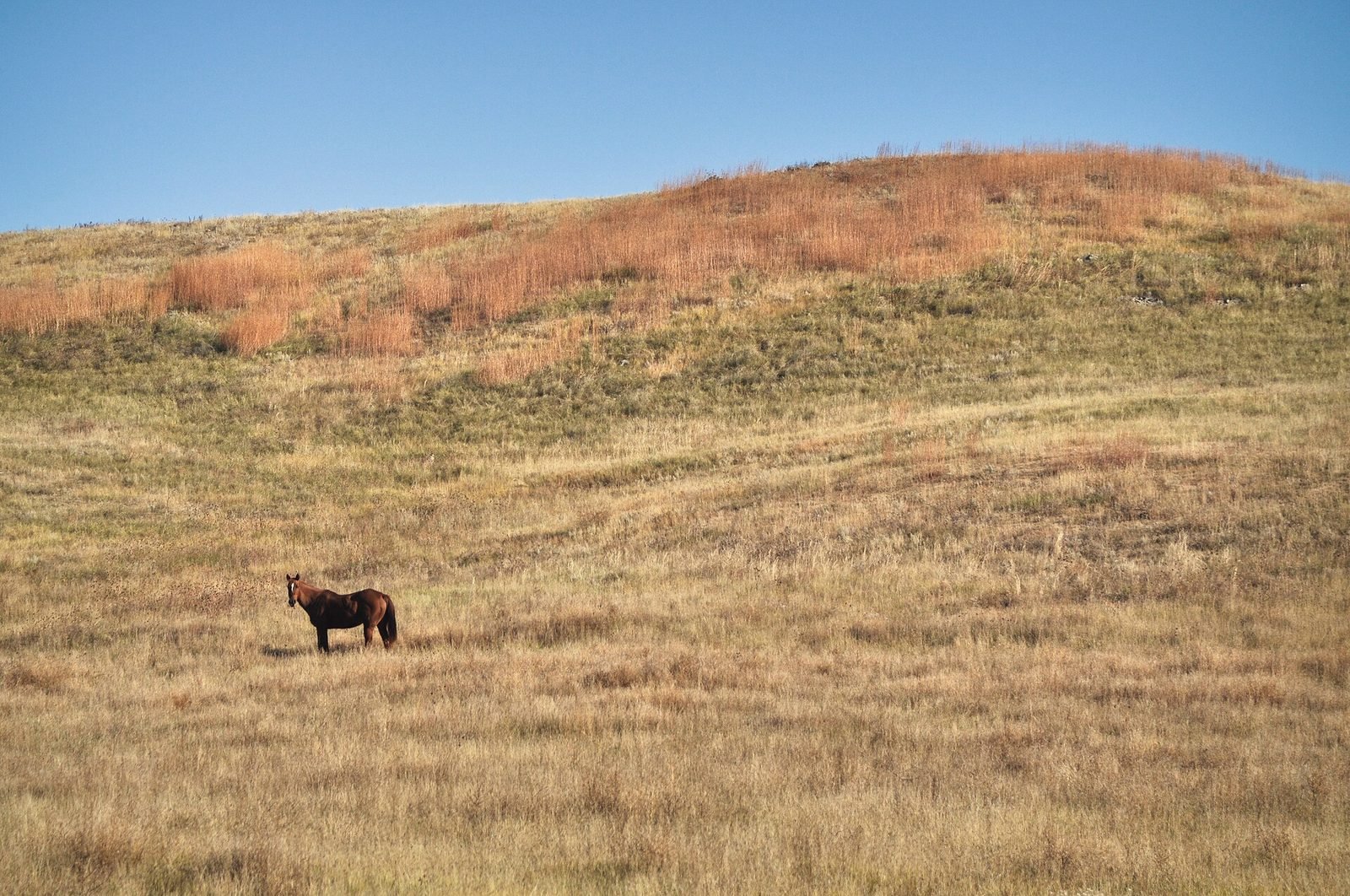 A lone horse on a grassy South Dakota hillside