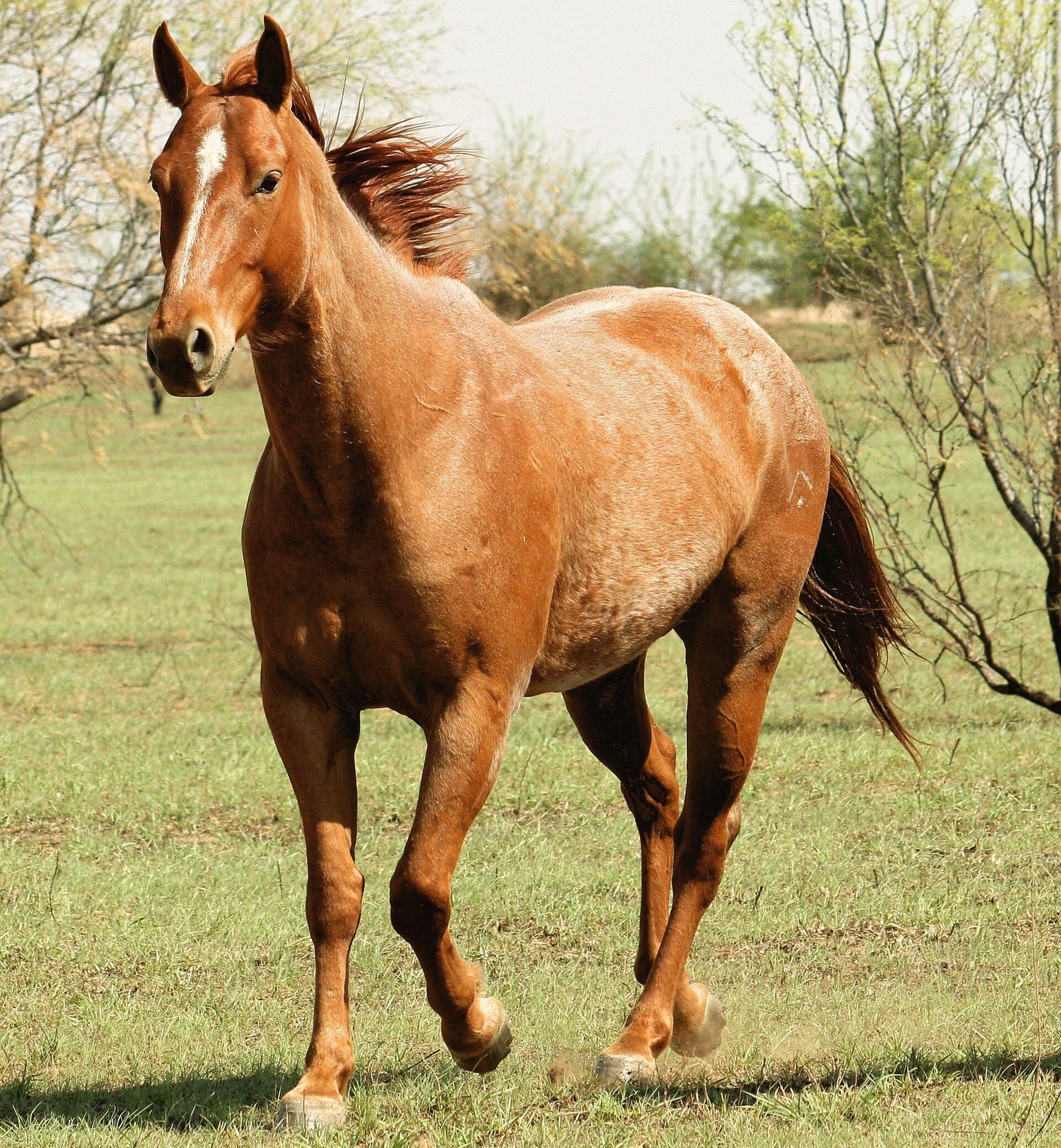 A red roan horse trotting across grass