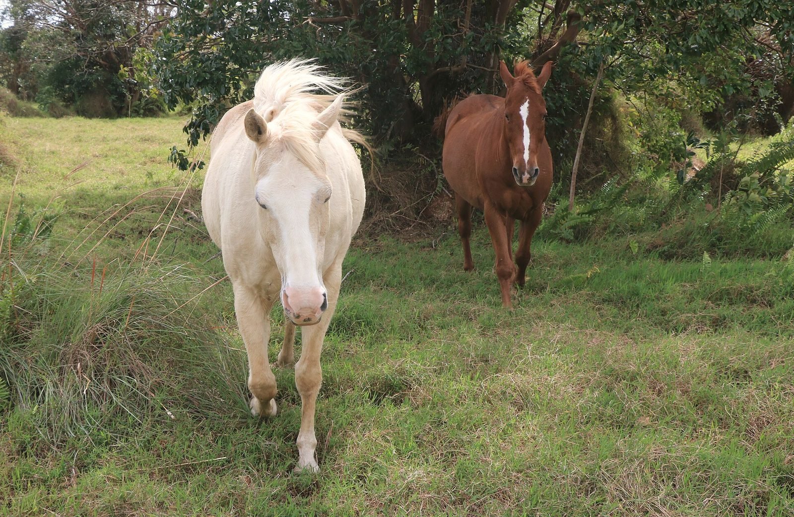 A palomino and a bay horse standing together at a wire fence