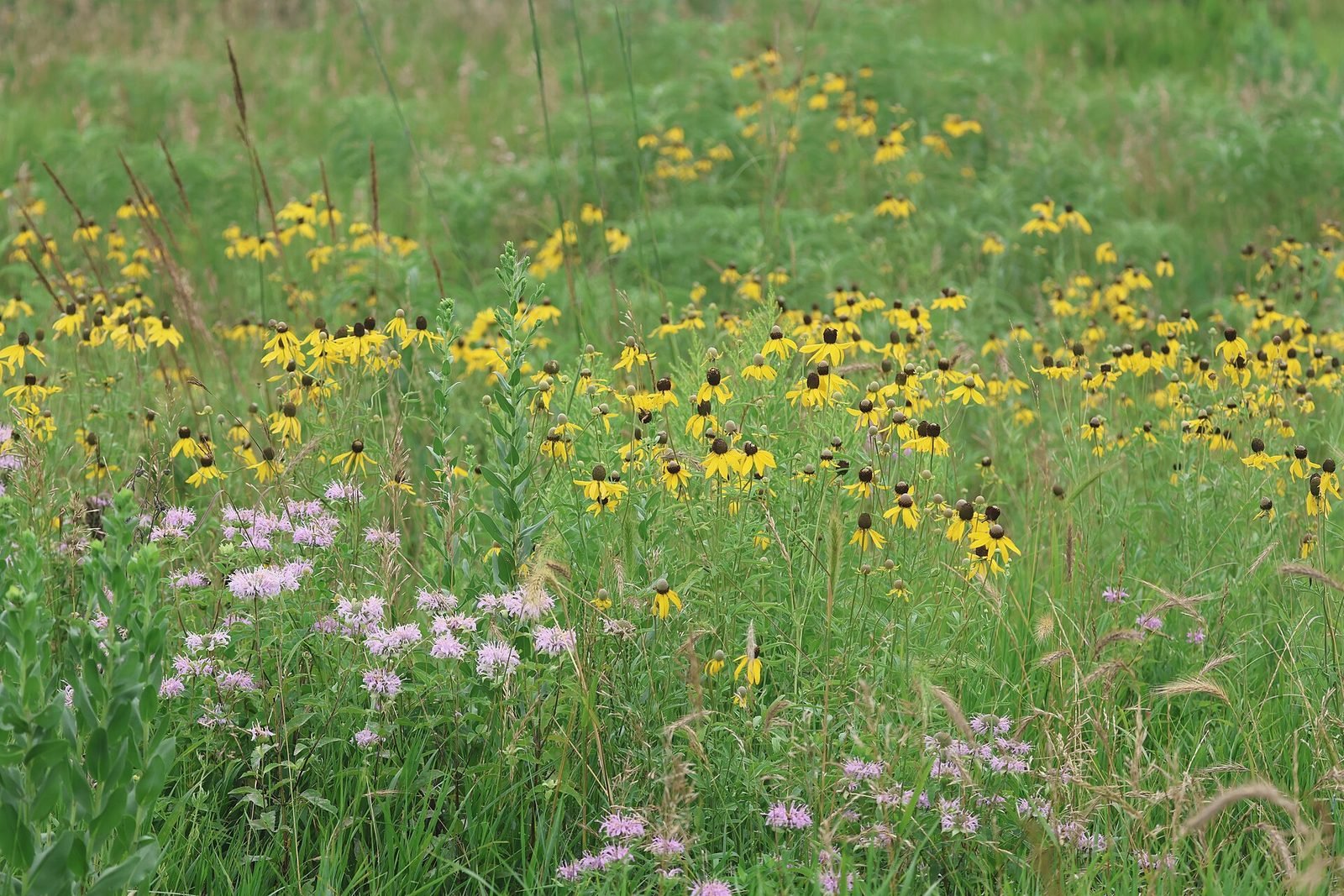 Yellow coneflowers and purple bergamot on restored prairie